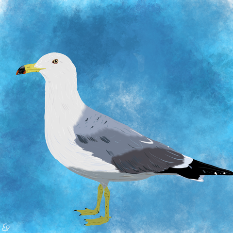A black-tailed gull, a gull with a yellow beak with a red band near the tip, white belly, wings in shades of grey and a black tail with white markings, cartoon style.