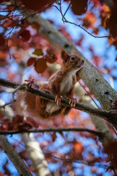 Ein Eichhörnchen, das auf einem Ast thront, umgeben von Herbstblättern. Der Hintergrund zeigt eine Mischung aus rotem Laub vor einem blauen Himmel.