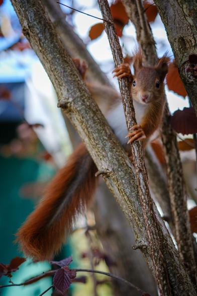 Ein neugieriges Eichhörnchen mit einem buschigen Schwanz hängt an HaselnussZweig und schaut direkt in die Kamera. Der Hintergrund zeichnet sich durch verschwommenes Grün und einen Hauch von Blättern aus, was zur natürlichen Umgebung beiträgt.