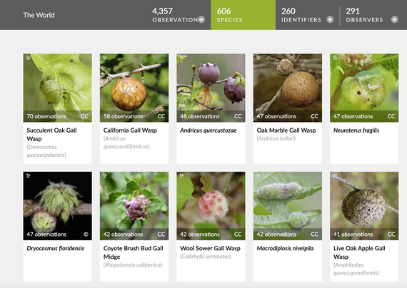 Ten square photographs of different gall species attached to stems or leaves. Some are round, some are furry, some are green, some are purple. Below each photo is the number of that species observed and the common and scientific name.