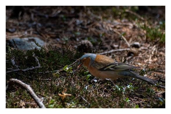 Ein Buchfink, ca. 15 cm großer Vogel mit rötlich-braunem Gefieder, schwarz-gelben Flügeln und blauem Kopf steht auf dem Waldboden und pickt mit dem Schnabel im Fichtenreisig herum. Der Vogel wird von der Sonne beschienen.