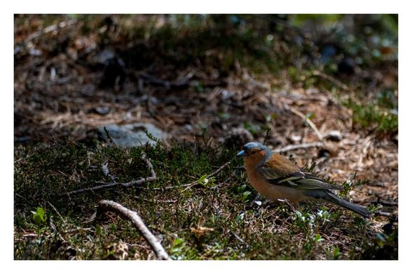 Ein Buchfink, ca. 15 cm großer Vogel mit rötlich-braunem Gefieder, schwarz-gelben Flügeln und blauem Kopf steht auf dem Waldboden und schaut über die linke Schulter Richtung Kamera. Der Vogel wird von der Sonne beschienen.