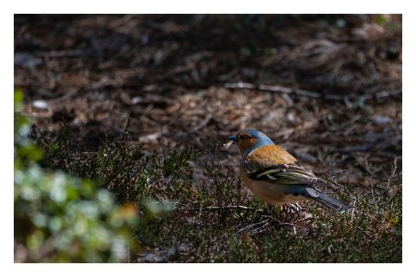 Ein Buchfink, ca. 15 cm großer Vogel mit rötlich-braunem Gefieder, schwarz-gelben Flügeln und blauem Kopf steht auf dem Waldboden auf einem Fichtenzapfen und hat etwas im Schnabel.