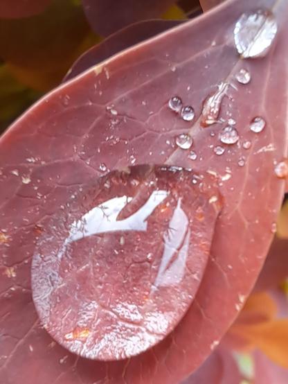 En primer plano de ve una hoja de un arbusto tirando a rojiza. 

Sobre ella hay varias gotas de agua formadas por la lluvia,  una más grande que el resto que refleja el entorno distorsionado por su forma circular.