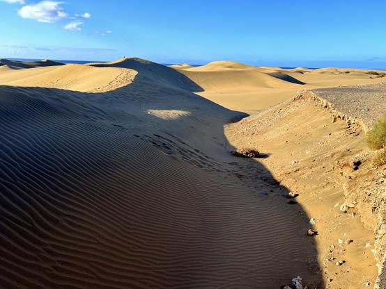 Earlier on this morning, before work, a power walk along Maspalomas sand dunes on a glorious spring day is all you need to kick things off, isn't it? Love the contrast of the blue skies with the golden sand, along with the capricious shades hinting the immensity of the dune as it fades away into the horizon. What's not to love about such stunning panoramic view? 😍👍🏻