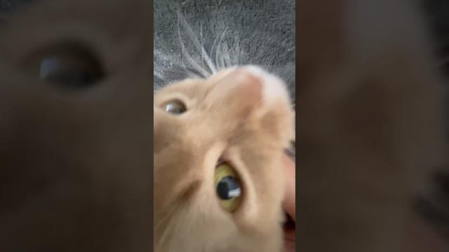 ゴロゴロ音♪ご機嫌です😊#shorts #猫#ソマリ