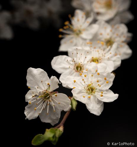 Small white flowers on a branch.