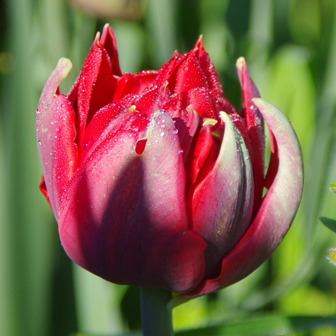 Rote gefüllte Tulpe, fast geschlossen mit Tautropfen.