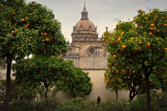 La cattedrale di Jerez de la Frontera con alberi di arance in primo piano