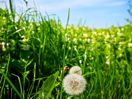 The upper part of a blowball before a sea of green (grass) on a very sunny day. The cloudless sky can be seen, too.