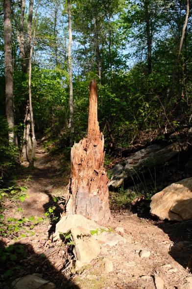 A tree stump looking like giving humans a middle finger, brightly lit in the sun in the woods