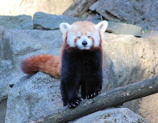 Red panda Asa is standing on the rocks with her front paws resting on a tree branch. Her eyes are squeezed tightly shut.