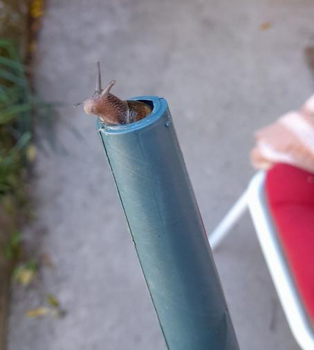 Tête de petit escargot sortant d'un arrosoir.