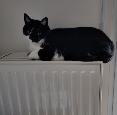 A picture of me, a black and white cat, sitting on a radiator