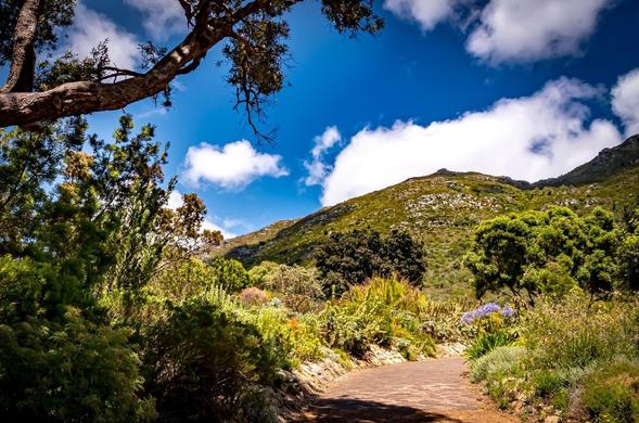 This image depicts a scenic landscape featuring a path through a lush garden or natural park. Surrounding the path are a variety of green plants, shrubs, and trees. In the background, there's a gently sloping hill covered in greenery. The sky is bright blue with fluffy white clouds, creating a vibrant and serene atmosphere.