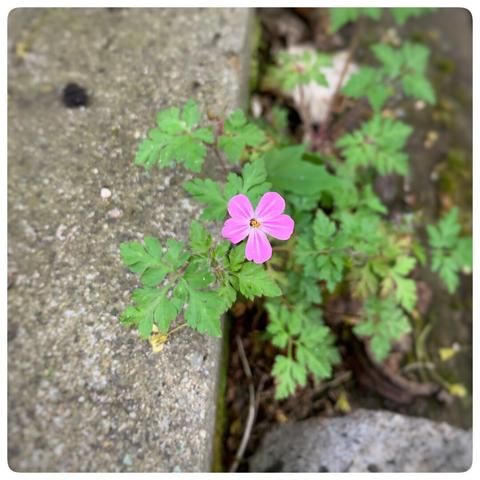 Eine Ruprechtskraut mit kleiner rosa Blüte mit fünf Blütenblättern wächst inmitten grüner Blätter, in der Nähe einer strukturierten Betonoberfläche.