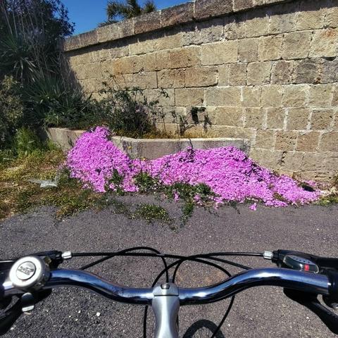 Foto ripresa dal manubrio della bici in primo piano. I'm basso si vede un pezzo di asfalto, poco più avanti un muretto beige. Dove il muro incontra l'asfalto c'è un denso tappeto di fiori bassi e rosa