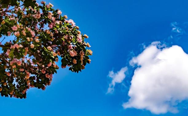 The image shows a branch of a flowering tree with pink blossoms against a clear blue sky. There is also a white, fluffy cloud in the sky on the right side of the image.