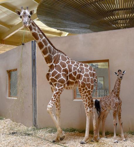 Baby giraffe standing next to mother giraffe