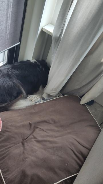 A soft looking brown bed, a glimpse of a rug and finally the dog, sleeping with her nose in a corner, laying on the floor.