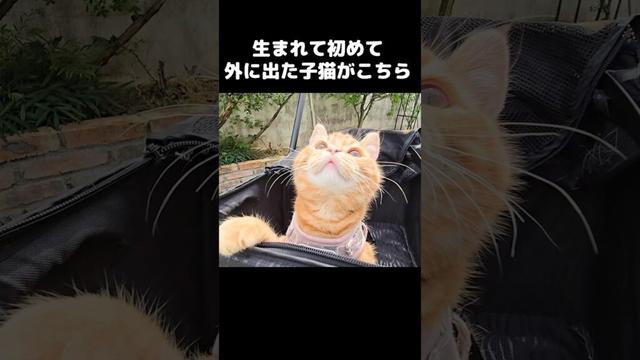 生まれて初めて外に出た子猫がこちら...#shorts