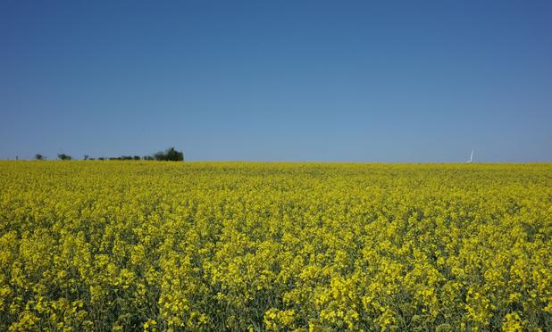 A rapeseed field under a blue sky, reminiscent of the Ukrainian flag. On the horizon, a few bushes and a wind turbine are visible.