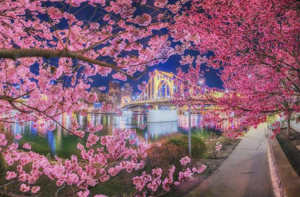 blossoms framing a Pittsburgh bridge
photo by Dave DiCello Photography