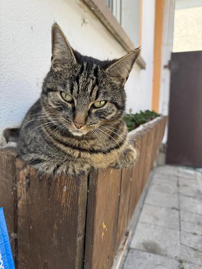 Ute, die getigerte Katze, liegt in einem Blumenkasten der an der Seite einer weißen Hauswand befestigt ist. Sie lehnt mit ihren Vorderpfoten auf dem Rand des Kastens und schaut skeptisch in die Kamera.