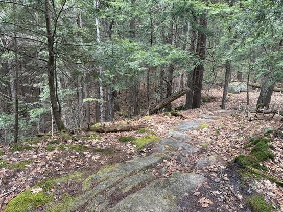 Had a little rain overnight but the trail dirt just soaked it all up. Really nice morning out. Photo is of a rock ledge we just climbed onto, evergreens surround it as the trail winds off up ahead