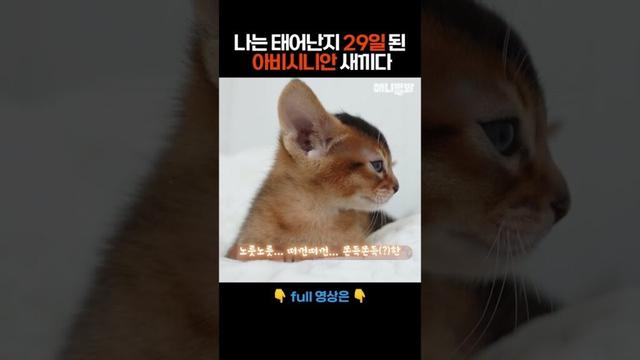 나는 태어난 지 29일 된 아비시니안 새끼다 #애니멀봐 #shorts