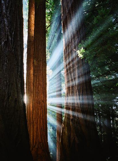 Photo by Christopher Michel on April 22, 2025. May be an image of tree and text.