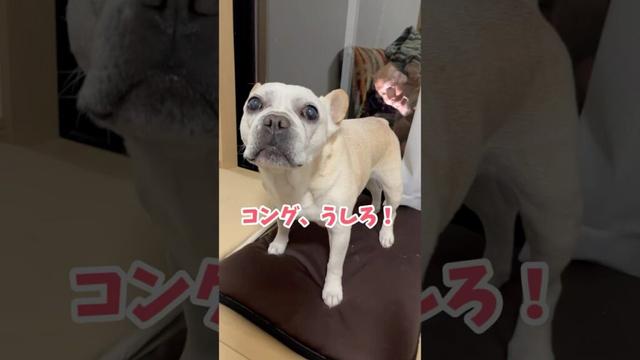 わが家の優秀な警備システムw #shorts