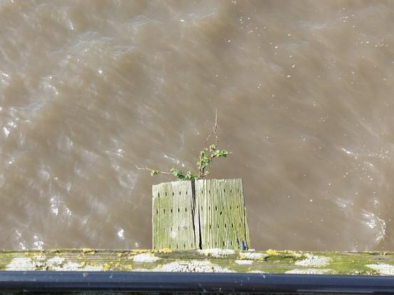 a view off the edge of a pier, with brown muddy water beyond (and 20 feet below), and a very lichen-covered board at the bottom; poking out of it, another board; and poking out of a crack in that board, a sprig of blackberry bush, growing without access to any dirt anywhere