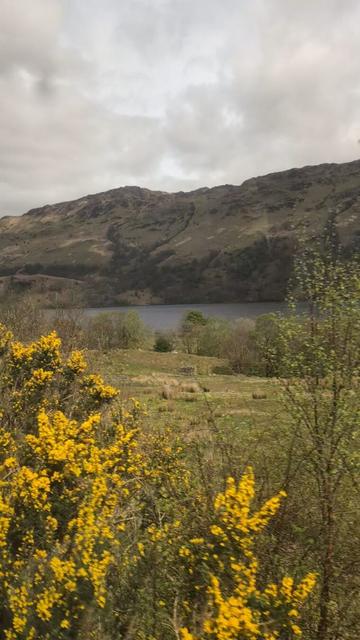 A video still showing a loch with a hill in the background. In the foreground is some blooming yellow gorse. The sky is overcast.