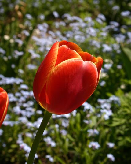 May 7, 2004: tulip and forget-me-nots. Town of Ulysses, Finger Lakes, upstate NY.

Canon EOS Digital Rebel, kit zoom.