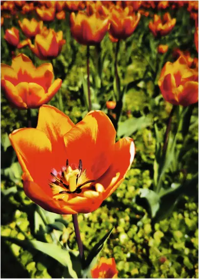 Das Foto zeigt - aus einer leicht erhöhten Position in ein Tulpenfeld fotografiert - im nahen Vordergrund links im Bild eine voll erblühte rote, zu den Blütenrändern nach orange auslaufende und weit geöffnete Tulpenblüte umgeben von Blattgrün. Im unscharfen Hintergrund weitere rotorangefarbene Blüten auf hohen Blattstielen.