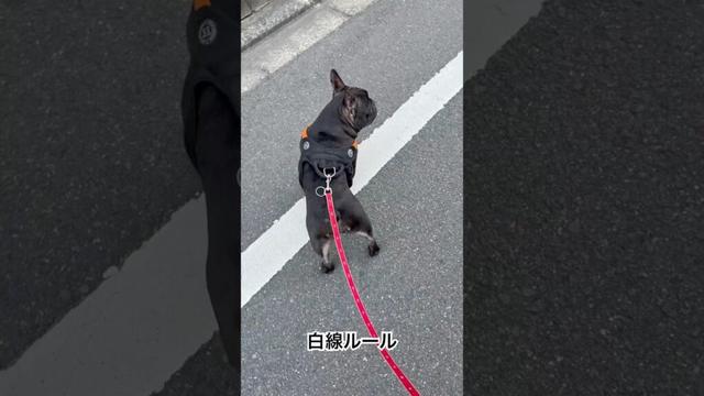 【白線ルール】白線の上で歩く拘りの強いフレンチブルドッグ🐶#frenchie #frenchbulldog #frenchbulldoglife #shorts