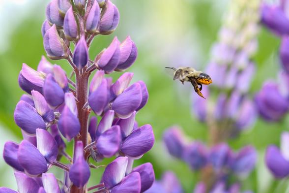 A close-up of a bee, legs and bum dusted with orange pollen, flying towards a purple lupin flower.