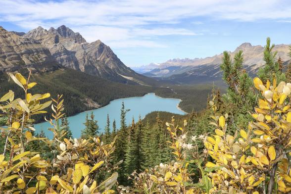 A view of Peyto Lake in the Rocky Mountains of Alberta, Canada, surrounded by mountains on either side. Yellow autumn leaves in the foreground contrast the teal colour of the lake. Many say the shape of the lake from this vantage point looks like a wolf.