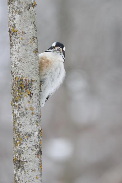 A downy woodpecker clings to a thin aspen trunk, looking directly at the camera. The muted white and brown tones of the bokeh in the background indicate that it is winter.