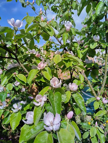Branches of a leafy tree with lots of 4-petalled pink blossoms. Behind the tree, hazy blue skies towards the top, a fence, and a green water butt on the right.