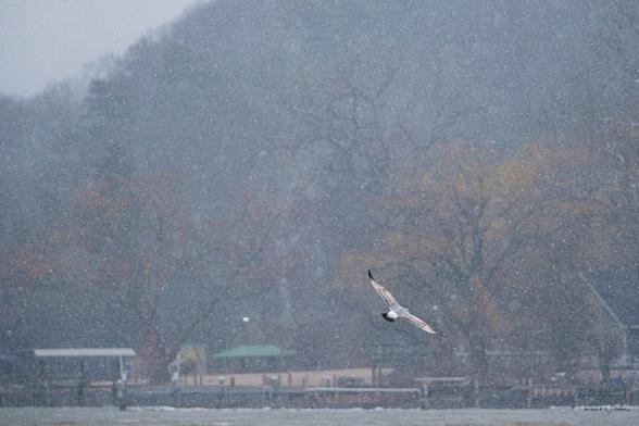 A gull, wings arched and tail fanned, banks in flight. Behind it, the scene is deeply layered: snow falls against distant, leafless trees with orange foliage, giving the image a painterly backdrop. The muted tones of the gull’s wings blend beautifully with the subdued greys and browns of the lake and shoreline.