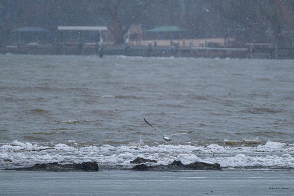 A single gull dominates the frame, captured in motion above a thin strip of ice and snow-covered shoreline. The bird is flying low over the water, which is choppy and grey. The background includes a row of boathouses or docks, just visible through the snowfall.