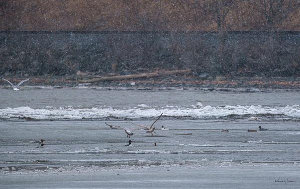 Three gulls approach a frozen section of the lake, just above where the ice meets open water. More ducks and gulls are visible in the background, and the snow continues to fall in streaks across the frame. The landscape looks bleak and beautiful, strewn with driftwood and edged by a snow-covered bank.