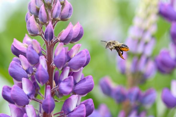 A close-up of a bee, legs and bum dusted with orange pollen, flying towards a purple lupin flower.