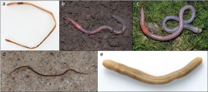 Figure 1 in Phillips et al. (2025): "The five earthworms native to Canada that were assessed using the IUCN-based Red List Assessment. (a) Arctiostrotus fontinalis, (b) Arctiostrotus perrieri, (c) Arctiostrotus vancouverensis, (d) Sparganophilus tamesis and (e) Toutellus oregonensis (photographs from Reynolds 2022; with permission)"