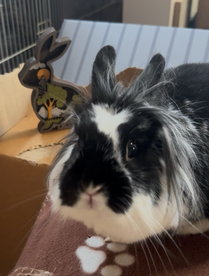 Bunny poses in front of a bunny sculpture capturing the beauty of the world inside a rabbit silhouette