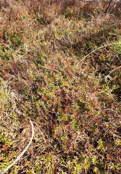 Wild crenberry plants in a mostly brown bog. Many stalks and leaves on the cranberries are red.