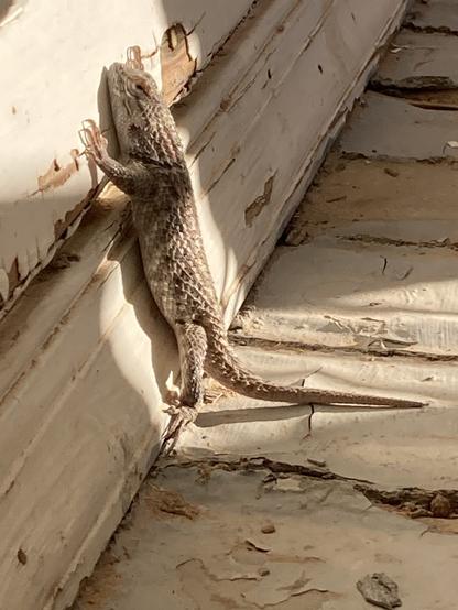 A brown spiny lizard, about 6 inches long, standing up on his hind legs, arms overhead and spread out, leaning against a small patch of sun hitting a white painted wall. It's tail is still on the ground, helping with balance. Imagine a cop telling a lizard "turn around, up against the wall and spread 'em!" Very odd position for a lizard.