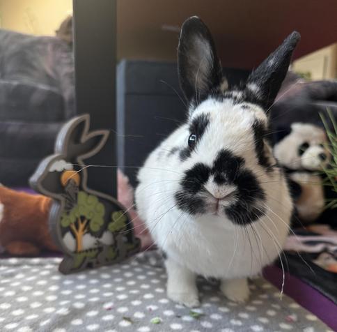 A little rabbit stands beside a wooden rabbit silhouette with trees, sun, clouds and rabbit inside. Within every rabbit is the heart song of nature.
